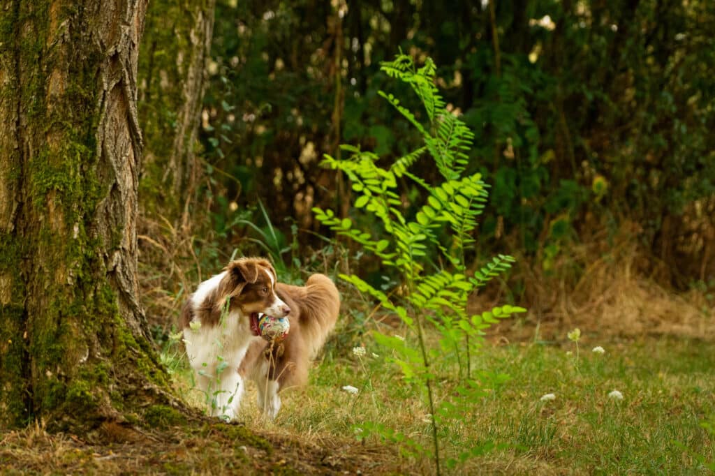Portrait d'un chien dans la forêt en couleur.